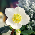 Christrosen-Aktion der Konfis